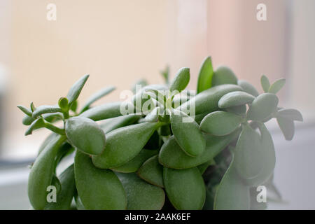 Plante succulentes crassula ovata - jade plant, usine d'argent en blanc pot par la fenêtre avec des rideaux blancs en premier plan Banque D'Images