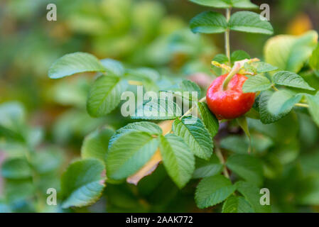 Wild Rose de baies. Dogrose les petits fruits sur une branche. Petits fruits rouges avec une goutte de rosée. Banque D'Images