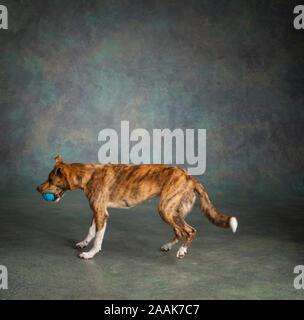 Portrait de chien Greyhound Collie mix Playing with ball Banque D'Images