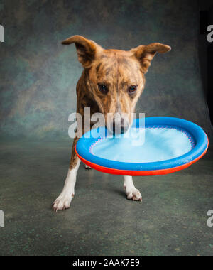 Portrait de chien Greyhound Collie mix Playing with toy Banque D'Images