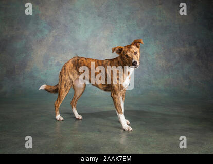 Portrait de chien Greyhound Collie mix Banque D'Images