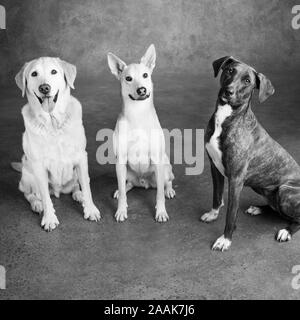 Portrait de trois chiens Banque D'Images