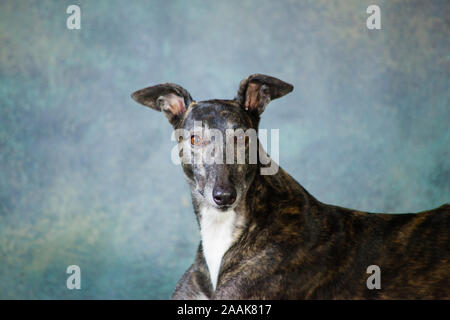 Portrait de Greyhound Banque D'Images