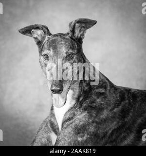 Portrait de Greyhound Banque D'Images