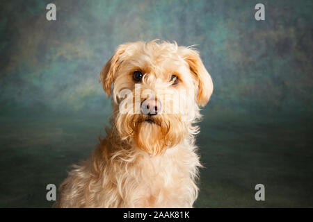 Portrait de chien terrier mix Banque D'Images