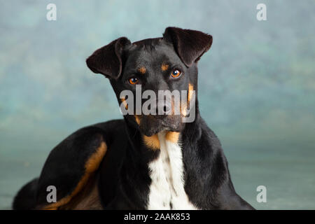 Portrait de chien Banque D'Images