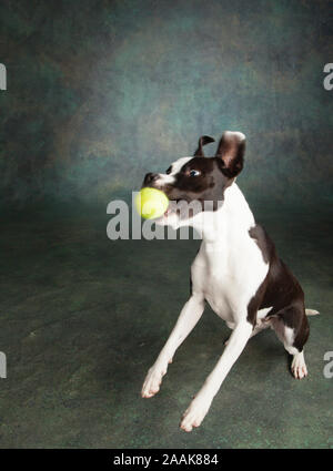 Portrait de chien terrier mix pointeur de la récupération de balle Banque D'Images