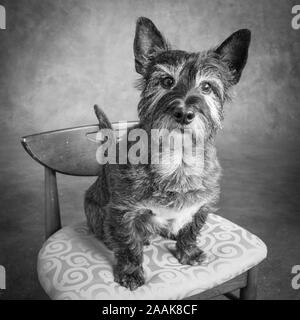 Portrait de chien terrier mix Banque D'Images