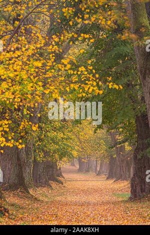 Belle allée de tilleul à l'automne en Allemagne Bavière près de Mindelheim Banque D'Images