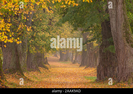 Belle allée de tilleul à l'automne en Allemagne Bavière près de Mindelheim Banque D'Images