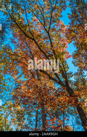 À la recherche jusqu'à l'automne coloré des arbres contre le ciel bleu sur une journée ensoleillée à l'automne copy space Banque D'Images