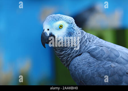 Un beau perroquet africain gris . Banque D'Images