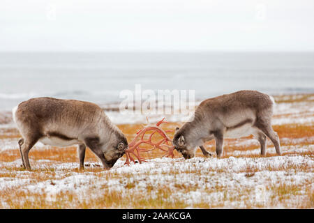 Deux renne du Svalbard (Rangifer tarandus platyrhynchus) hommes / bulls lutte par les bois de verrouillage dans la toundra en automne / fall, Svalbard, Norvège Banque D'Images