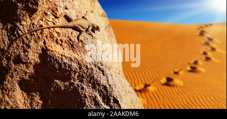 Lézard du désert sur le rocher contre dune de sable du désert du Sahara Banque D'Images