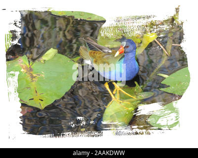 Purple gallinule Porphyrio martinicus) (marche sur feuilles dans le parc national des Everglades Banque D'Images