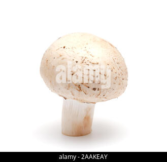 L'un d'un champignon champignon sur un fond blanc Banque D'Images