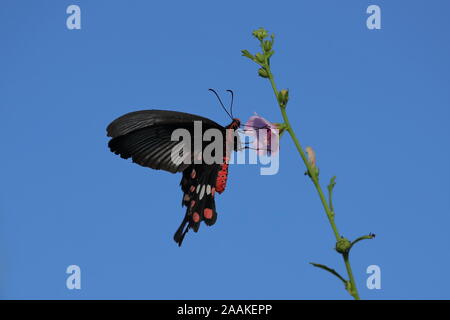 Aristolochiae Pachliopta, la commune de rose, est un swallowtail butterfly appartenant au genre Pachliopta, les roses ou rouge corsé machaons Banque D'Images