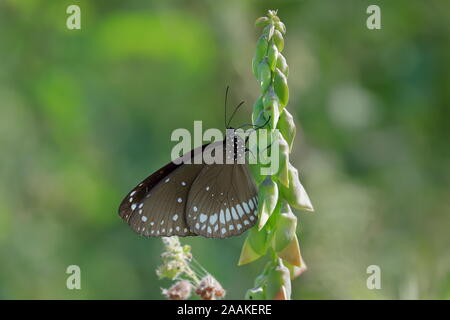 Euploea core, la corneille, est un papillon commun trouvé dans l'Asie du Sud à l'Australie. Banque D'Images