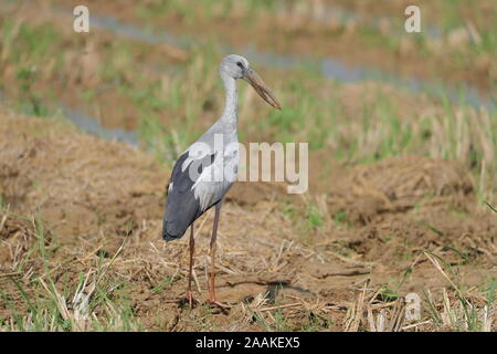 L'Asian openbill ou asiatique openbill stork est l'espèce de Ciconiidae. Banque D'Images