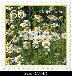 Timbre-poste avec l'image de la vraie camomille, Matricaria chamomilla Banque D'Images