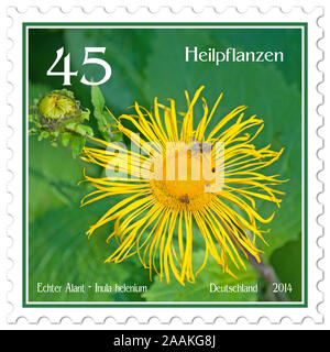 Timbre-poste avec l'image de la véritable alant, Inula helenium Banque D'Images