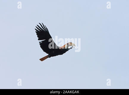 Calao papou (Rhyticeros plicatus) mâles adultes en vol avec des fruits dans le projet de loi Fly River, la Papouasie-Nouvelle-Guinée Juillet Banque D'Images