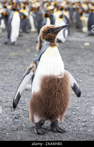 Un jeune roi Penguin de mue juvénile jusqu'à ses plumes adultes à Gold Harbour, la Géorgie du Sud, Sud de l'océan. Banque D'Images