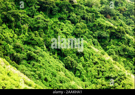 Rainforest sur la masse en pente raide sur les îles Fidji. Une grande partie de la forêt sur les pentes inférieures a été abattu il y a 20 ans. Banque D'Images