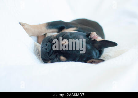 Chiot bouledogue français Banque D'Images