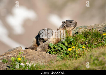 Marmottes alpines (Marmota marmota), Parc National du Hohe Tauern, l'Autriche Banque D'Images