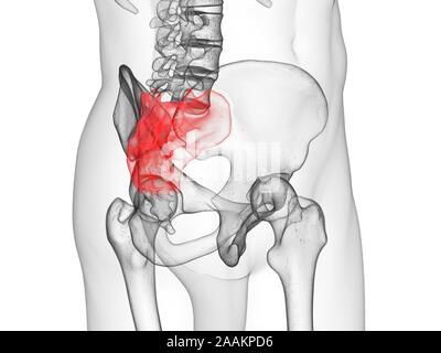 Sacrum, illustration de l'ordinateur. Banque D'Images