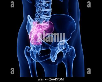 Sacrum, illustration de l'ordinateur. Banque D'Images