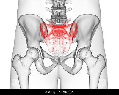 Sacrum, illustration de l'ordinateur. Banque D'Images