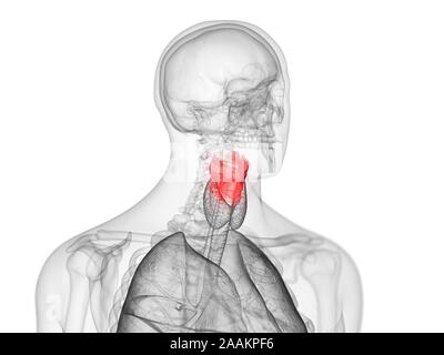 Le larynx, l'illustration de l'ordinateur. Banque D'Images