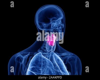 Le larynx, l'illustration de l'ordinateur. Banque D'Images