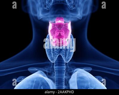 Le larynx, l'illustration de l'ordinateur. Banque D'Images