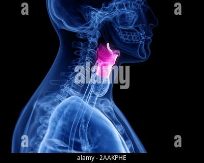 Le larynx, l'illustration de l'ordinateur. Banque D'Images