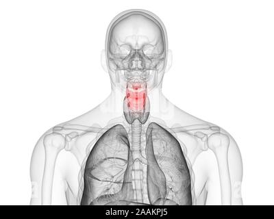 Le larynx, l'illustration de l'ordinateur. Banque D'Images