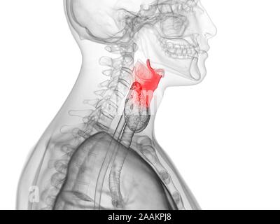 Le larynx, l'illustration de l'ordinateur. Banque D'Images