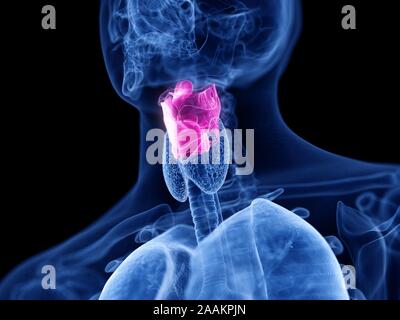 Le larynx, l'illustration de l'ordinateur. Banque D'Images