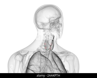 Glandes parathyroïdes, illustration de l'ordinateur. Banque D'Images