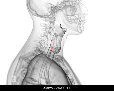 Glandes parathyroïdes, illustration de l'ordinateur. Banque D'Images