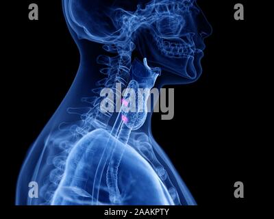 Glandes parathyroïdes, illustration de l'ordinateur. Banque D'Images