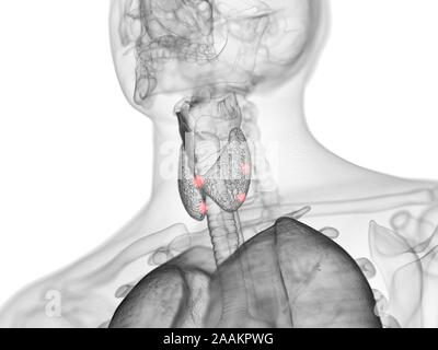 Glandes parathyroïdes, illustration de l'ordinateur. Banque D'Images