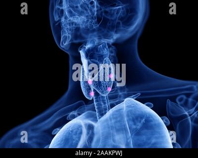 Glandes parathyroïdes, illustration de l'ordinateur. Banque D'Images