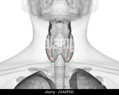 Glandes parathyroïdes, illustration de l'ordinateur. Banque D'Images