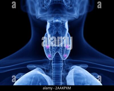 Glandes parathyroïdes, illustration de l'ordinateur. Banque D'Images