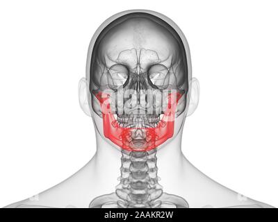 L'os de la mâchoire, illustration de l'ordinateur. Banque D'Images