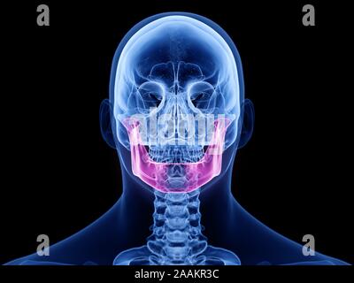 L'os de la mâchoire, illustration de l'ordinateur. Banque D'Images