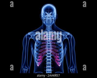 Cartilage costal, illustration de l'ordinateur. Banque D'Images